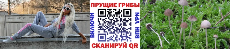 где купить наркоту  Кимры  Галлюциногенные грибы прущие грибы 